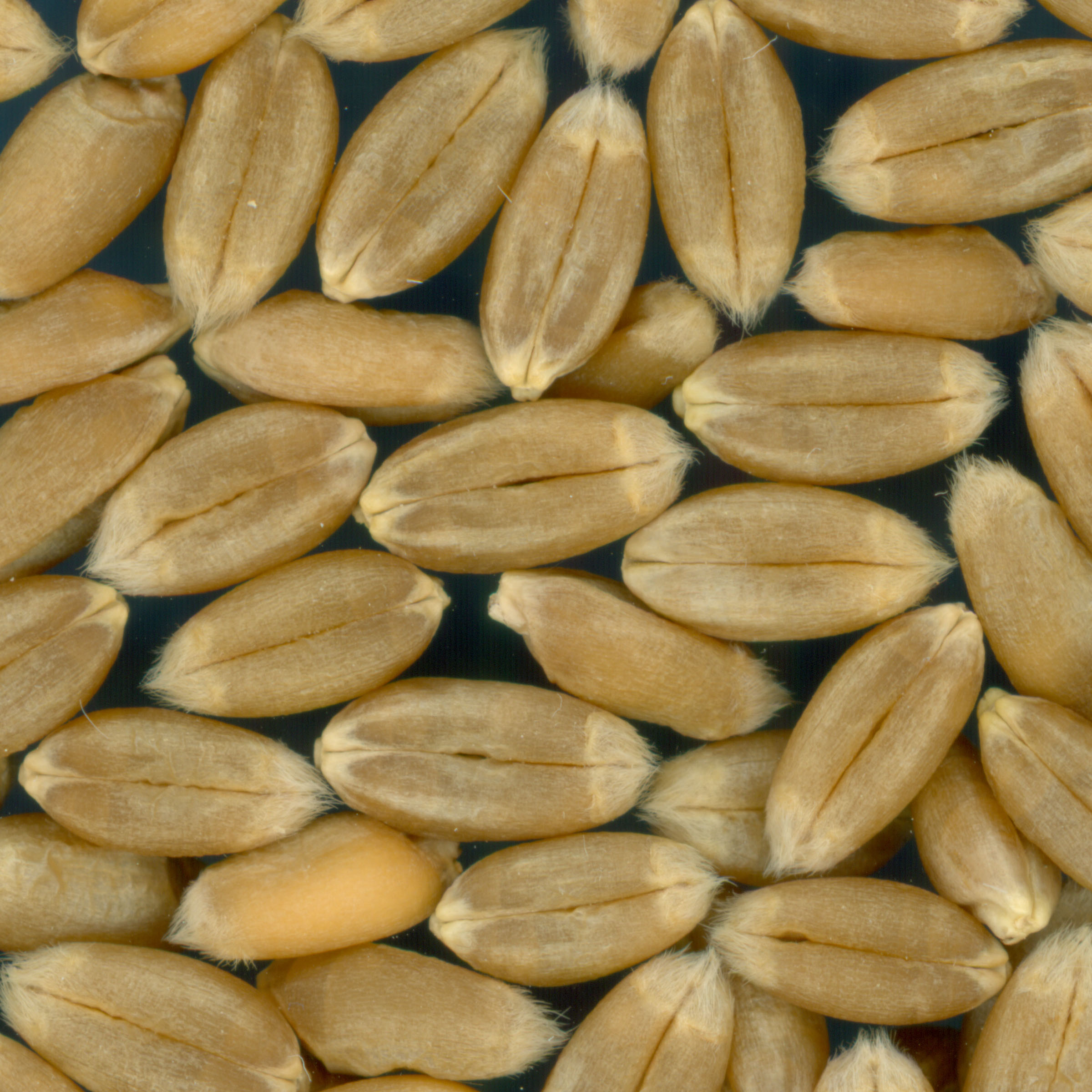KERNELS